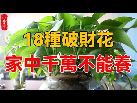 前陽台植物風水|前陽台招財植物推薦：招財又美觀，打造財運旺盛的綠。